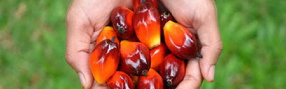 Palm Oil Series